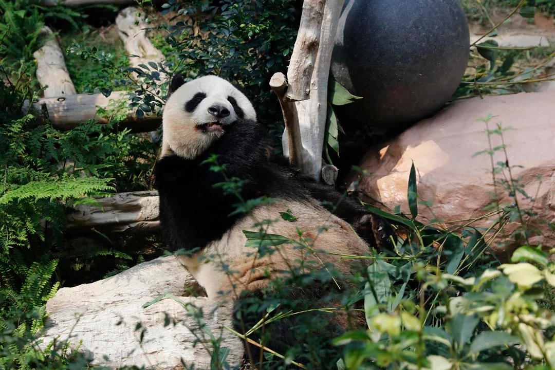 Macao Giant Panda Pavilion and Pavilion of Rare Animals